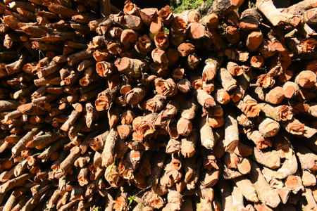 pile of wood log in the country home with sunlight, firewood for fuelの写真素材