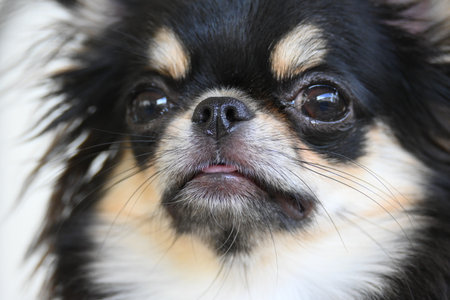 tiny black and brown furry dog in home, cute chihuahua canineの写真素材