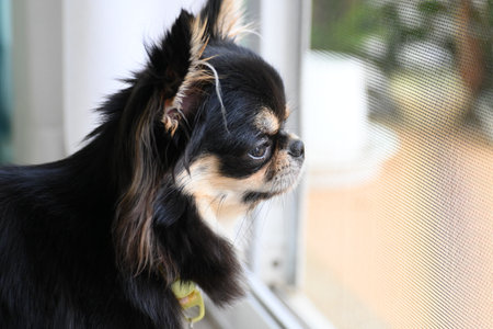 tiny black and brown furry dog in home, cute chihuahua canineの写真素材
