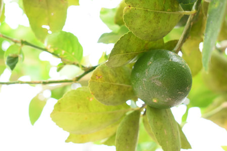 green lime tree in the garden, agriculture industryの写真素材