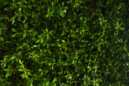 green leaf fence in the garden, natural background in springtimeの写真素材