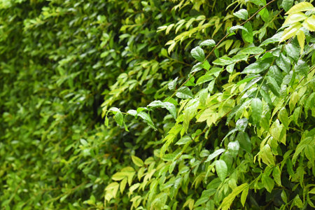 green leaf fence in the garden, natural background in springtime