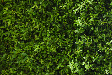 green leaf fence in the garden, natural background in springtimeの写真素材