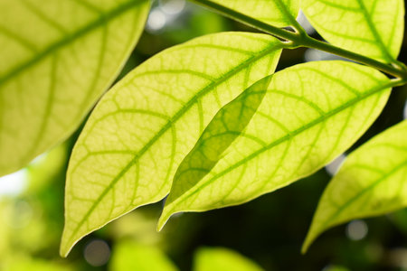 green leaf fence in the garden, natural background in springtime