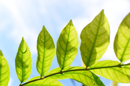 green leaf with water drop in the garden, blue sky and white cloud background in springtime