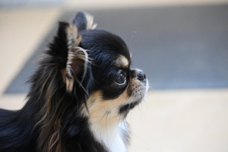 tiny black and brown furry dog in home, cute chihuahua canineの写真素材