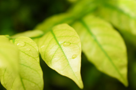water drop on green leaf in the garden, natural background in springtimeの写真素材