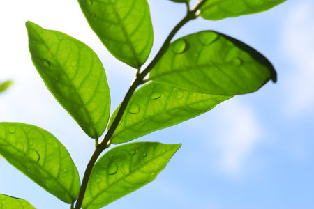 green leaf with water drop in the garden, blue sky and white cloud background in springtimeの写真素材