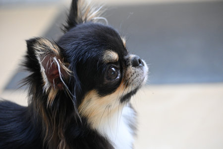 tiny black and brown furry dog in home, cute chihuahua canineの写真素材