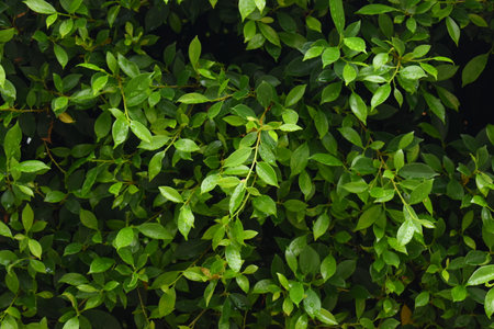 green leaf fence in the garden, natural background in springtimeの写真素材