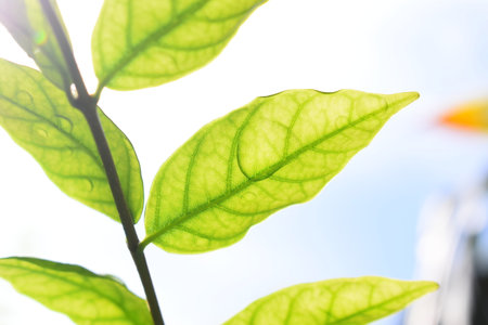 green leaf with water drop in the garden, blue sky and white cloud background in springtimeの写真素材