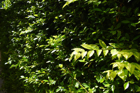 green leaf fence in the garden, natural background in springtime