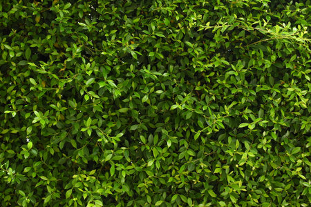 green leaf fence in the garden, natural background in springtime