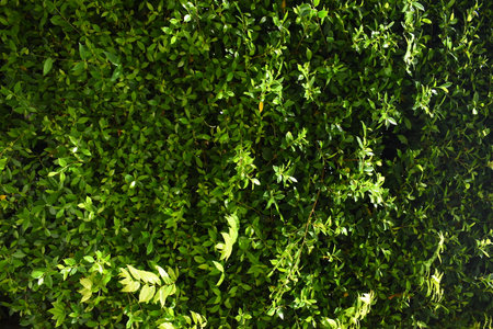 green leaf fence in the garden, natural background in springtime