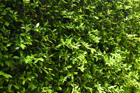 green leaf fence in the garden, natural background in springtime