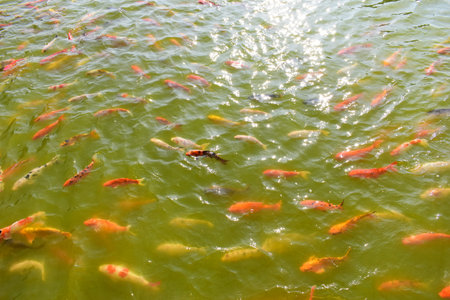 colorful fish in natural pondの写真素材