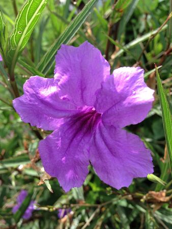 Purple flowerの素材