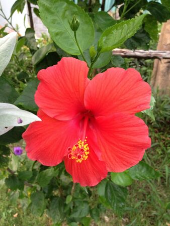 Red hibiscus の素材