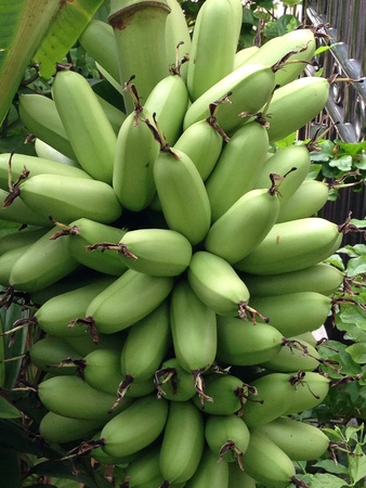 Bunch of bananasの素材