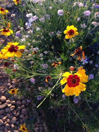 Mexican Daisyの素材