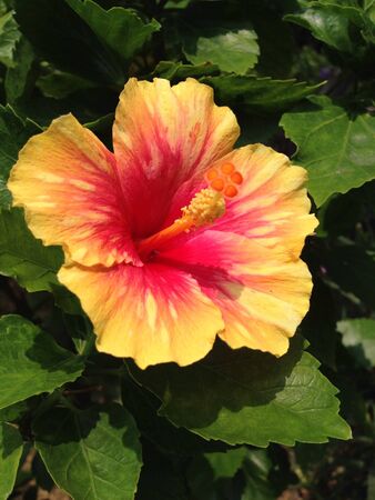 Two tone hibiscus の素材