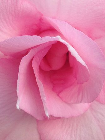 Pink Flowerの素材