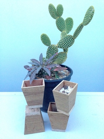 Cactusの素材