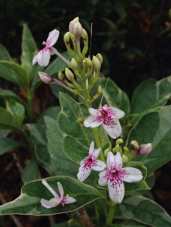 Tiny flower の素材