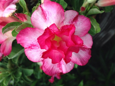 Pink flowerの素材