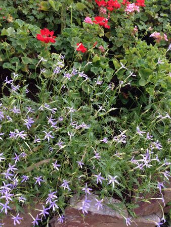 Tiny flowersの素材