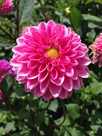 Pink flowerの素材