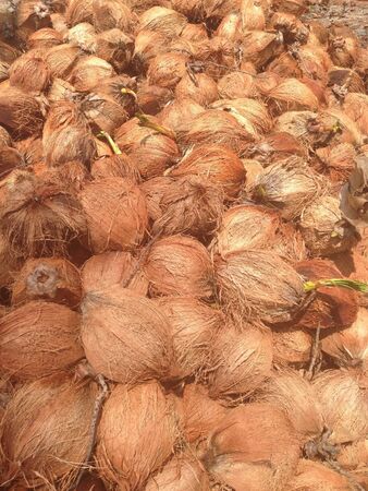 Coconutの素材