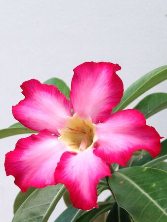 Desert Roseの素材