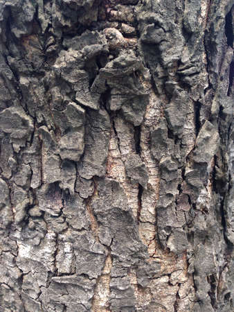 Bark