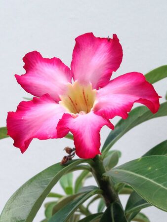 Impala lilyの素材