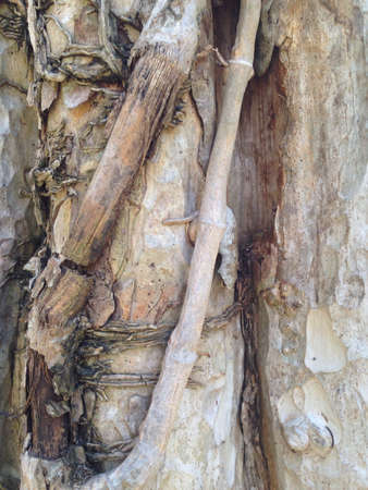 Bark Background
