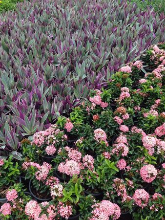 Floral garden  backgroundの素材