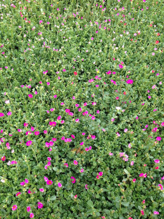 Floral fieldsの素材