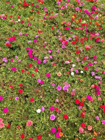 Floral fieldsの素材