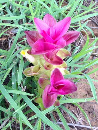 Curcuma Flowerの素材