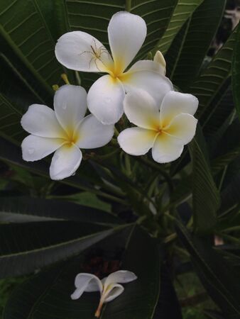 Plumeriaの素材