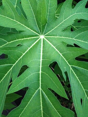 Papaya leadの素材