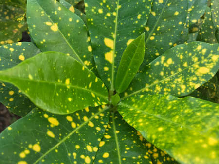Dotted leafの素材