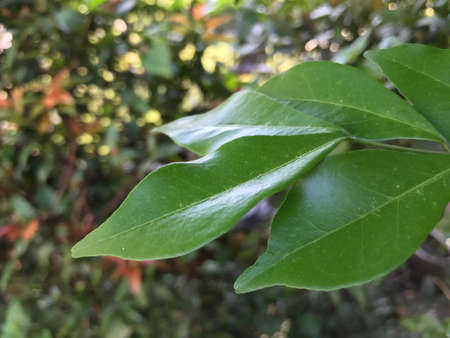 Leaf backgroundの素材