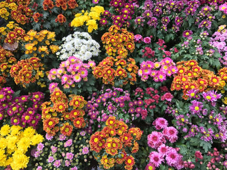 Colorful flowersの素材