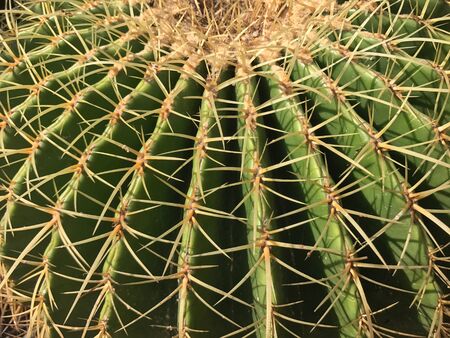 Cactusの素材