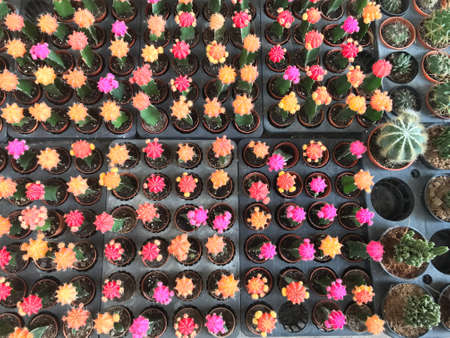 Colorful cactusの素材