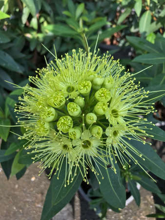 Golden penda flowerの素材