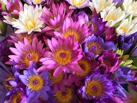 Colorful flowersの素材