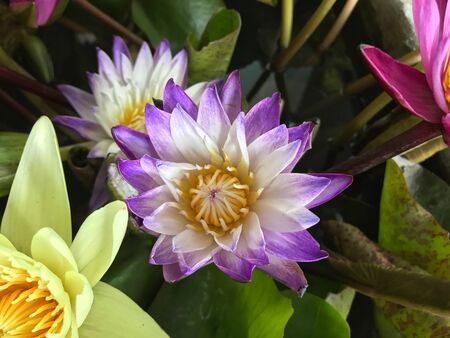 Purple lotusの素材